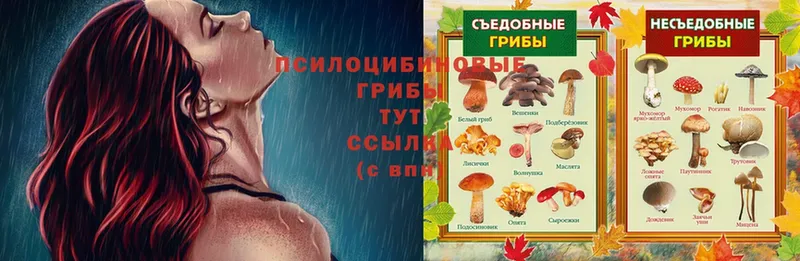 Псилоцибиновые грибы Psilocybe  Курильск 